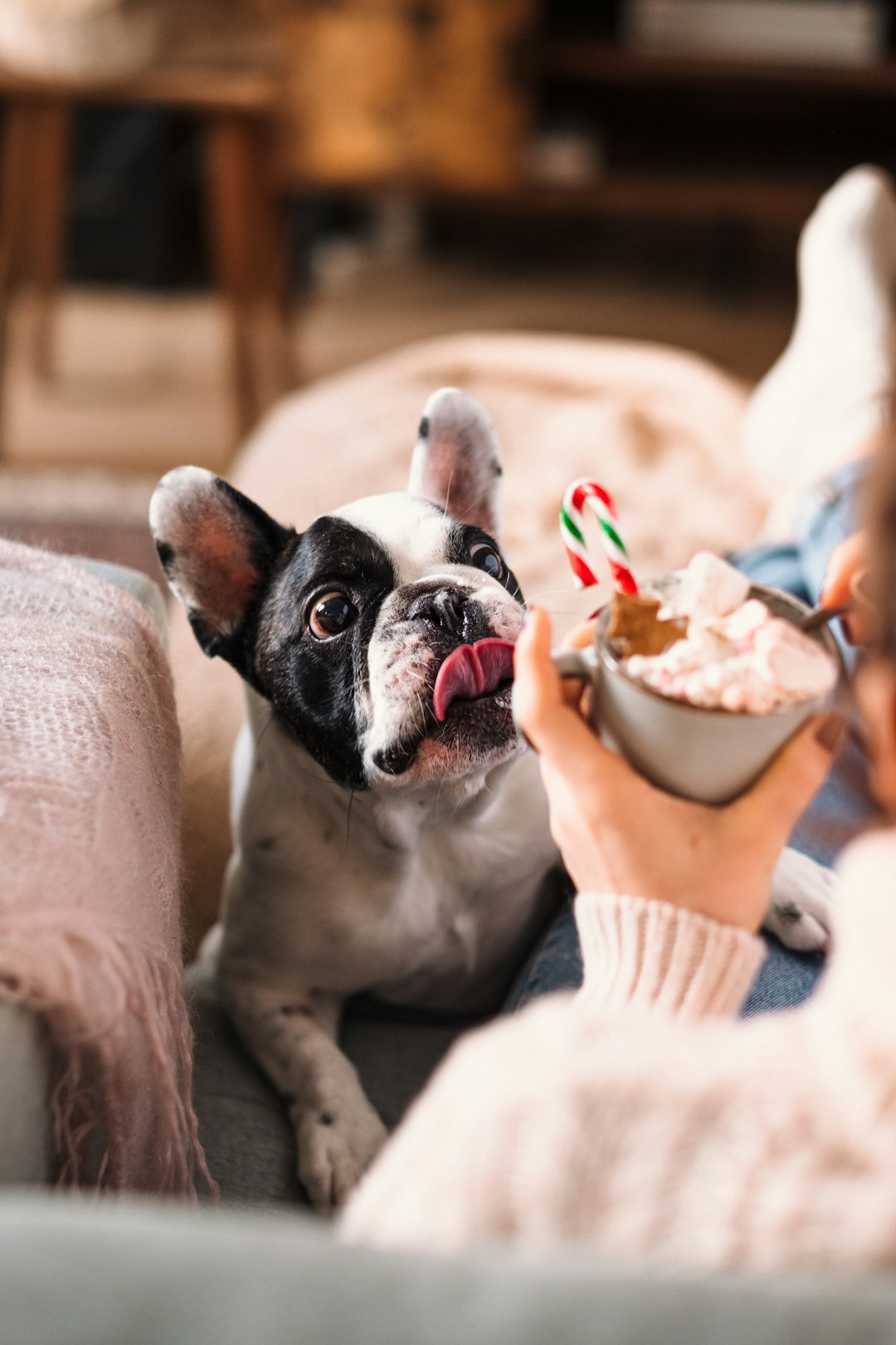 a-dog-sitting-on-a-couch-with-a-bowl-of-food-in-its-mouth-mez9qrzwtfy