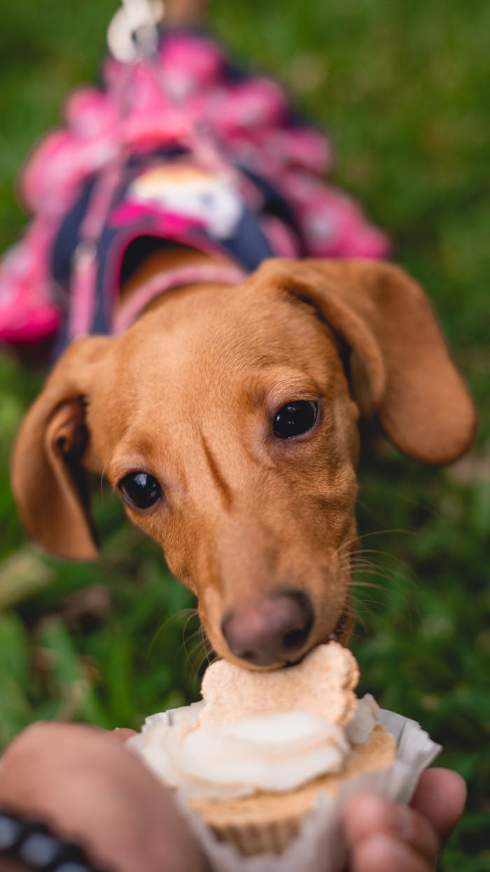 Adorable brown dachshund puppy savors a delicious cupcake outdoors.
