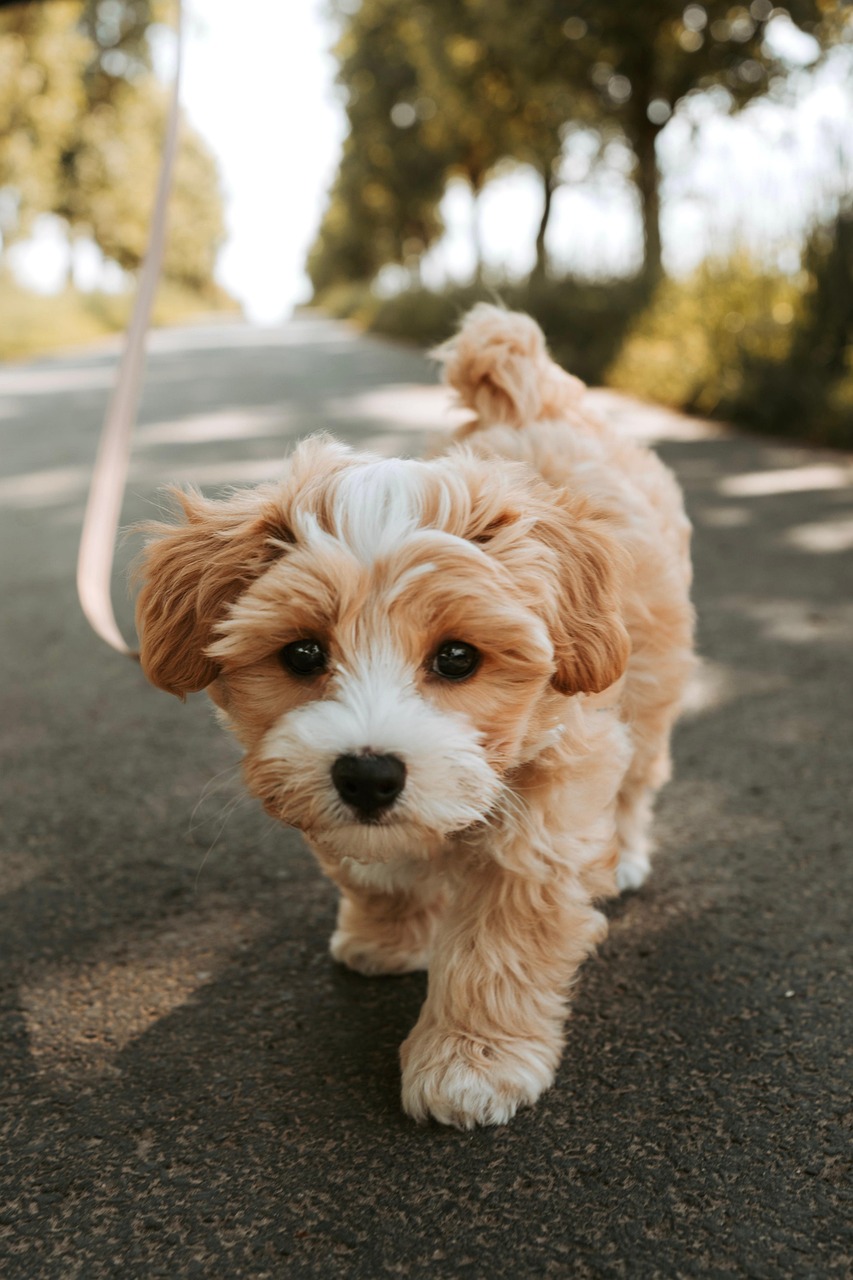 dog, puppy, pooch, pet, domestic animal, animal, cute, nature