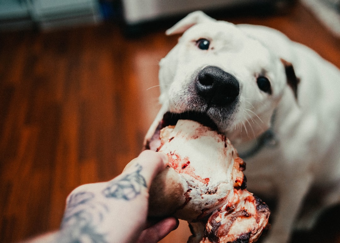 white-short-coated-dog-biting-red-and-white-bone-dnxhcflohba
