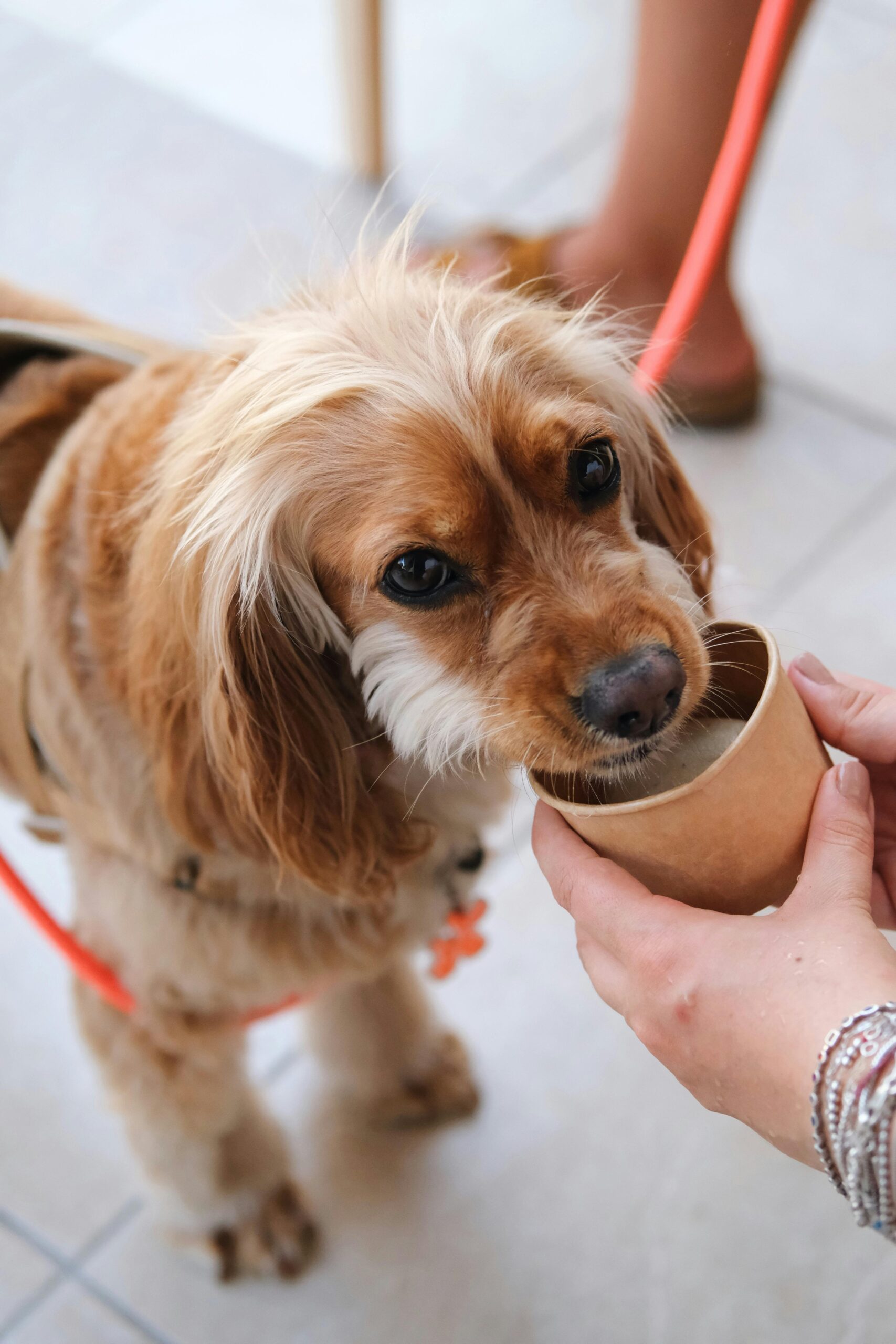 Adorable brown and white dog enjoys a drink from a paper cup outdoors.